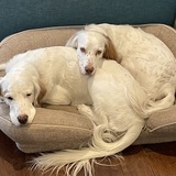 Entry image for Ella and Patrick