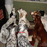 Entry image for Froz, Ginger, Bobby, Rosie, Okley, Emma, Morgan, Bunny, Mr G.