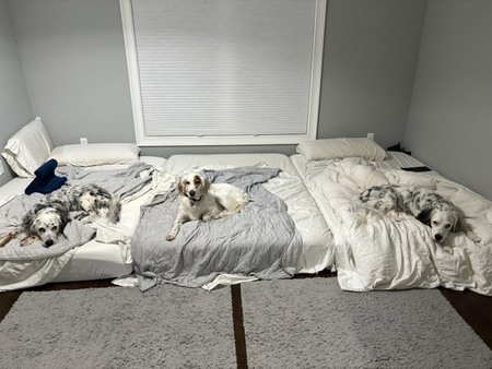Entry image for Major, Tarsi, Chiefie. Clicking this image will show a larger photo