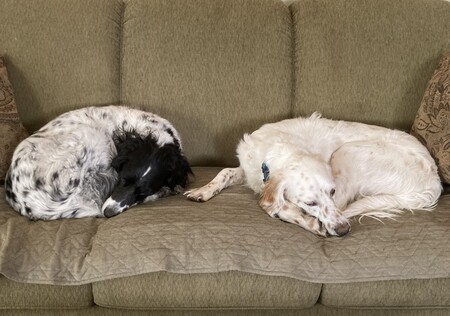 Entry image for Dottie & Walter. Clicking this image will show a larger photo