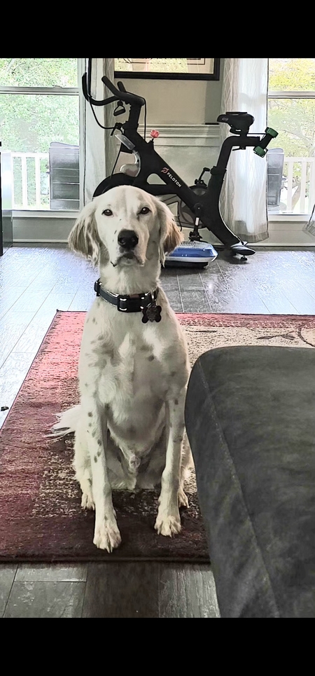 Entry image for Rudy. Clicking this image will show a larger photo