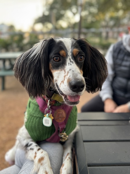 Entry image for Mabel. Clicking this image will show a larger photo