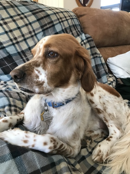 Entry image for Baxter. Clicking this image will show a larger photo