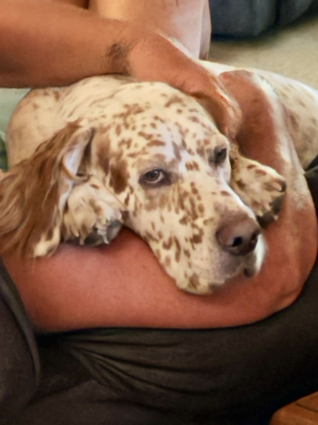 Entry image for Teddy. Clicking this image will show a larger photo