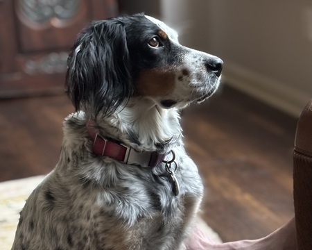 Entry image for Maggie. Clicking this image will show a larger photo