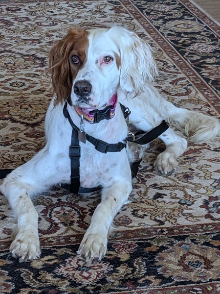Entry image for Molly. Clicking this image will show a larger photo