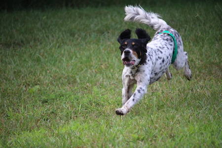 Entry image for Tess. Clicking this image will show a larger photo