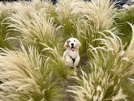 Entry image for Riley. Clicking this image will show a larger photo