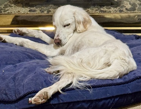 Entry image for Pippin. Clicking this image will show a larger photo