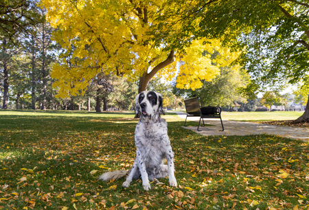 Entry image for Ranger. Clicking this image will show a larger photo