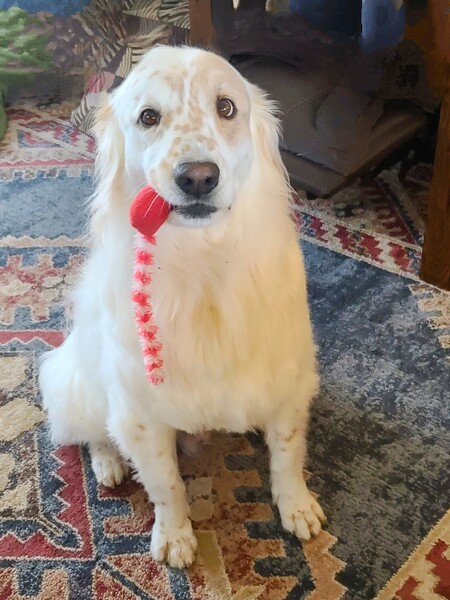 Entry image for Buddy. Clicking this image will show a larger photo