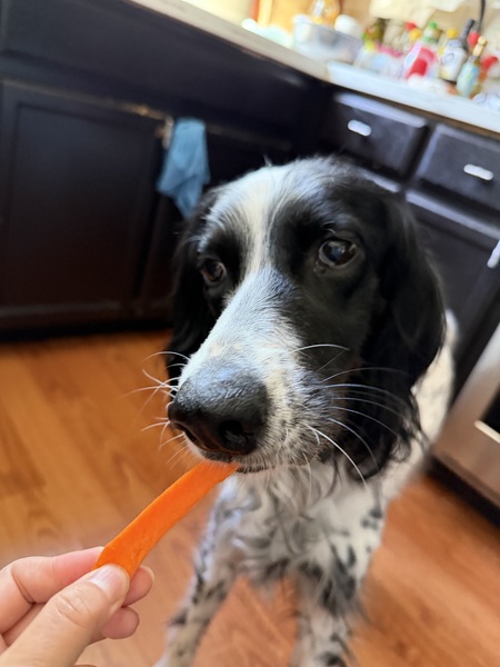 Entry image for Benny. Clicking this image will show a larger photo