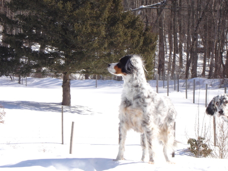 Entry image for Beans and Rosie . Clicking this image will show a larger photo