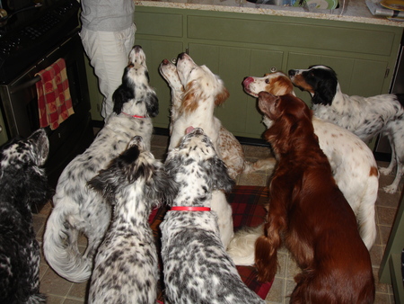 Entry image for Froz, Ginger, Bobby, Rosie, Okley, Emma, Morgan, Bunny, Mr G.. Clicking this image will show a larger photo