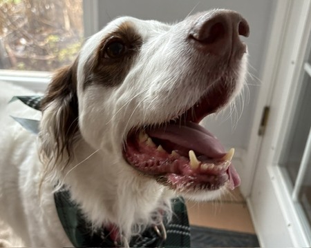 Entry image for Quinn. Clicking this image will show a larger photo