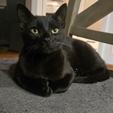 Entry image for Charlie