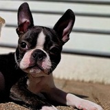 Entry image for Buster