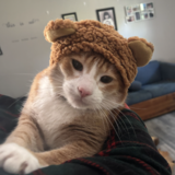 Entry image for Simba