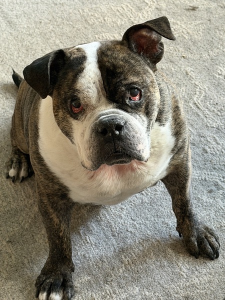 Entry image for Clyde. Clicking this image will show a larger photo