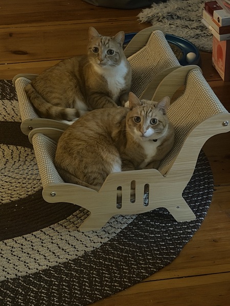 Entry image for Milo & Ollie. Clicking this image will show a larger photo