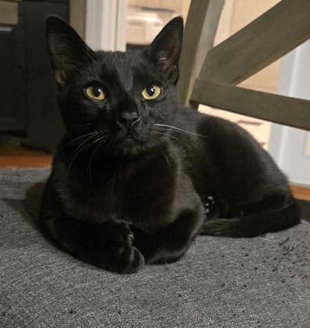Entry image for Charlie. Clicking this image will show a larger photo