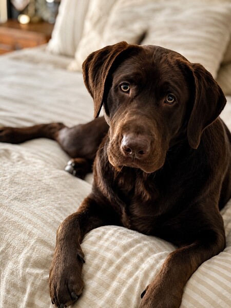 Entry image for Charlie. Clicking this image will show a larger photo