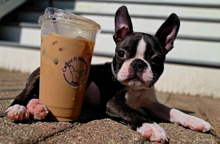 Entry image for Buster. Clicking this image will show a larger photo