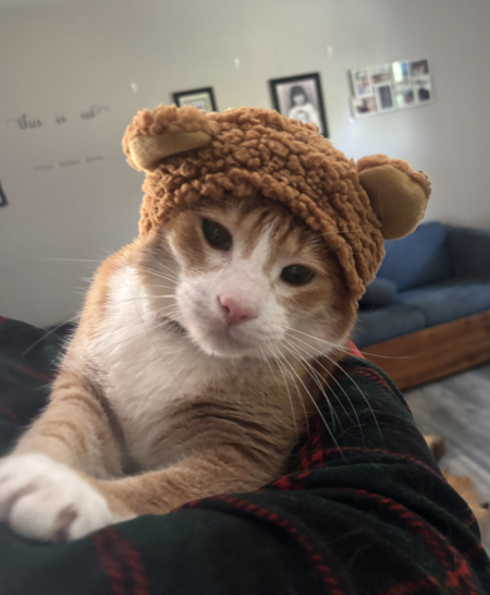 Entry image for Simba. Clicking this image will show a larger photo