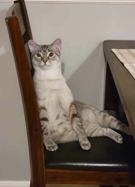 Entry image for Brody. Clicking this image will show a larger photo