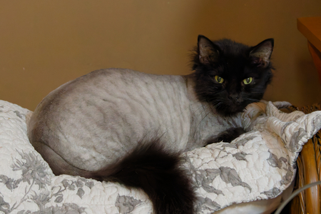 Entry image for Layla. Clicking this image will show a larger photo