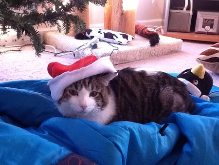 Entry image for Petey. Clicking this image will show a larger photo