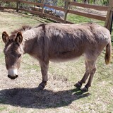 Entry image for Eeyore