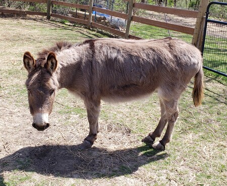 Entry image for Eeyore. Clicking this image will show a larger photo