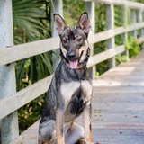 Entry image for Allie