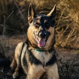 Entry image for Kai