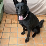Entry image for Sadie