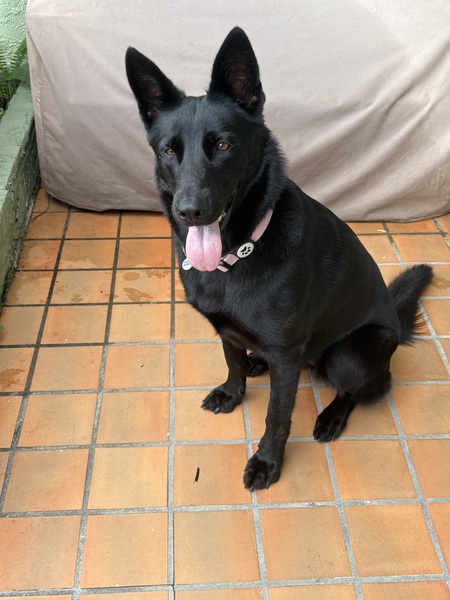 Entry image for Sadie. Clicking this image will show a larger photo