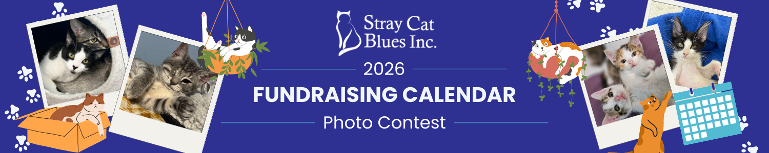 Banner for 2027 Stray Cat Blues  Calendar Photo Contest