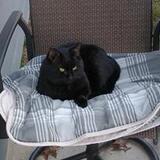Entry image for Blackie