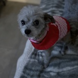 Entry image for Maisie