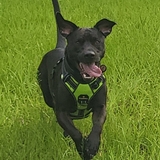 Entry image for Hank
