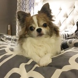 Entry image for Rocco