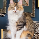 Entry image for Minnie