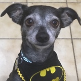 Entry image for Batman