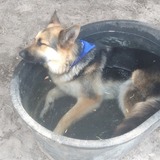 Entry image for Bandit 