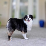 Entry image for Brody