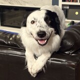 Entry image for Finn