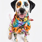 Entry image for Pongo