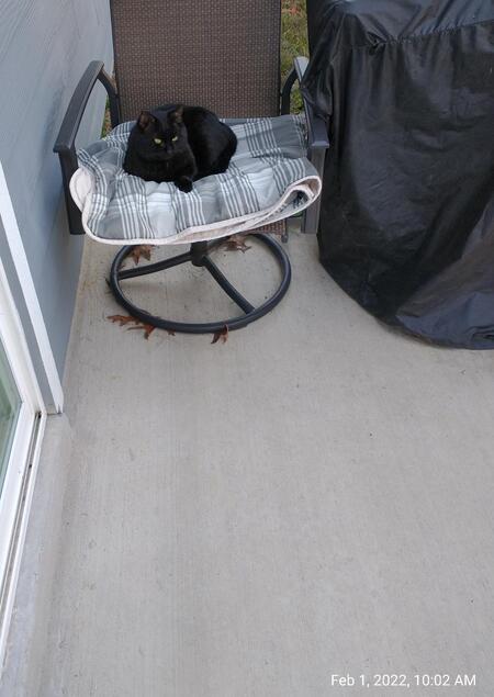 Entry image for Blackie. Clicking this image will show a larger photo
