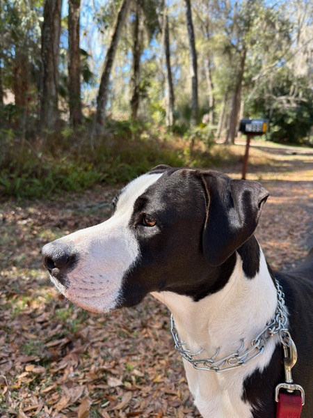 Entry image for Blanca. Clicking this image will show a larger photo